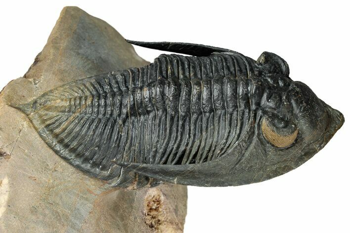 Impressive Zlichovaspis Trilobite - Orange Eye Facets #357350